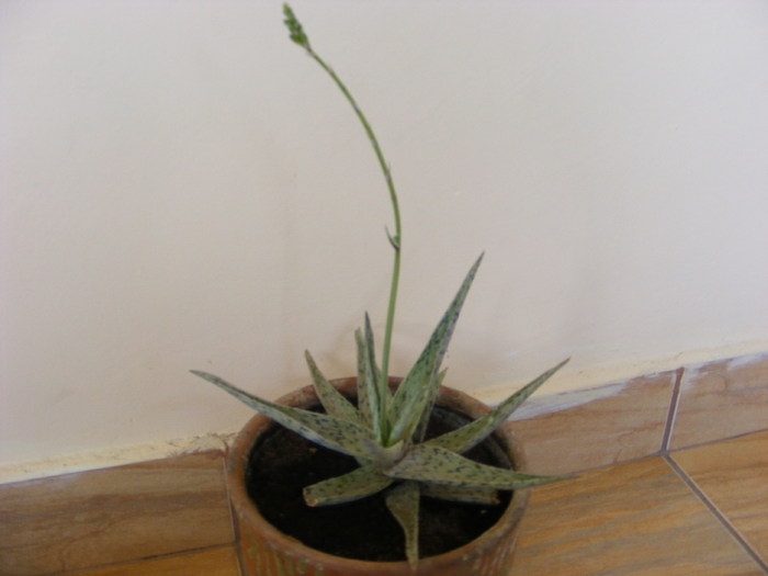 Aloe - Flori si alte chestii 2010