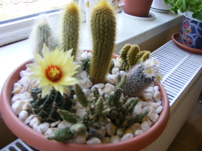 Cactusi - Flori si alte chestii 2010