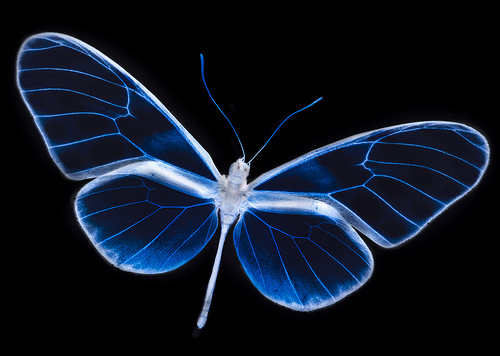 3242019111_8638a8664c[1] - butterfly