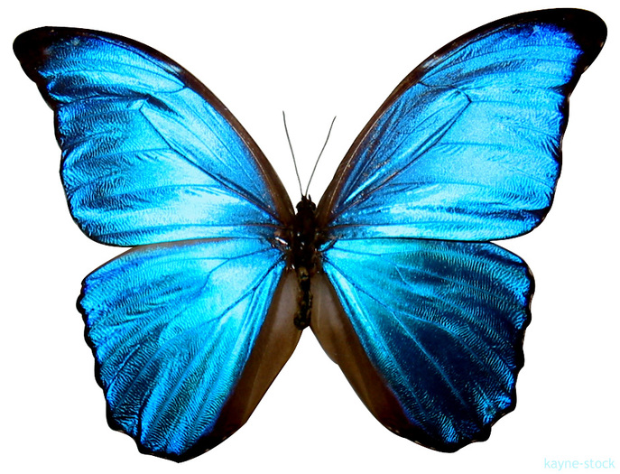 borboleta-azul[1] - butterfly