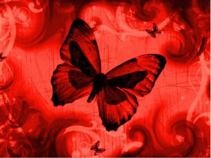 red-black-butterfly-layout[1]
