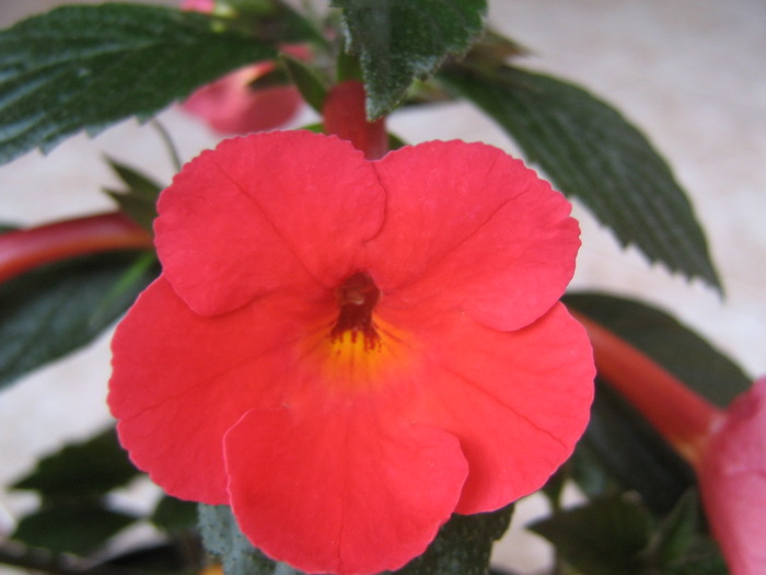 Orange Delight - ACHIMENES