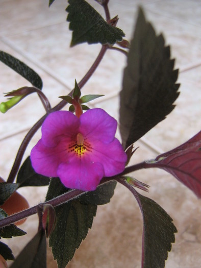 Tiger Eye ? - ACHIMENES