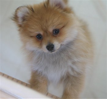 pomeranian puppy - catei