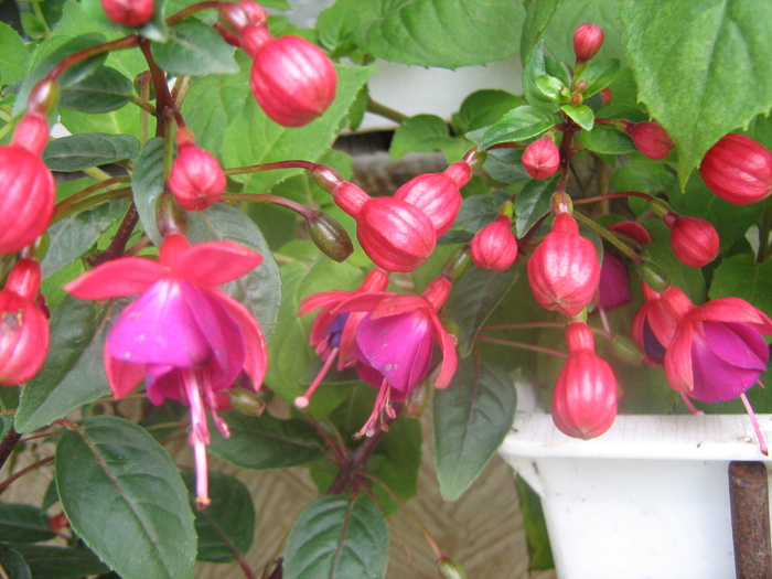 IMG_7310 - Fuchsia