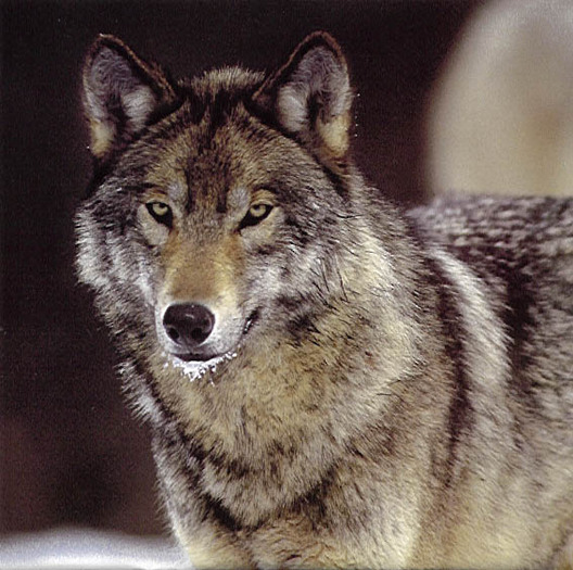 Wolf1 - lupi