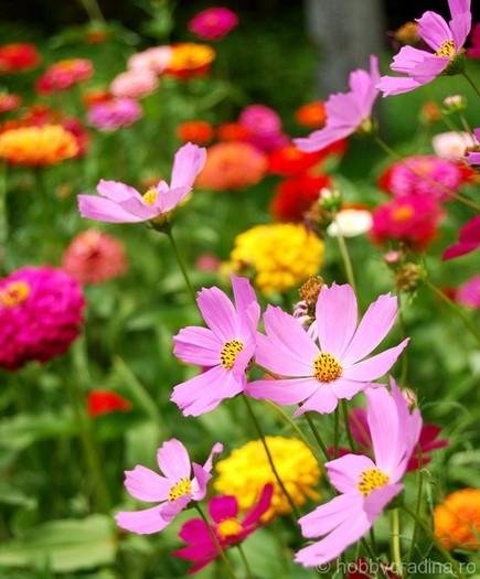 flori de vara