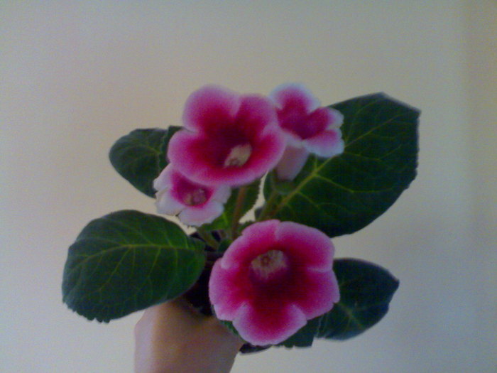 04072010452 - Gloxinia