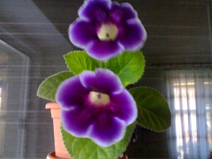 04072010438 - Gloxinia