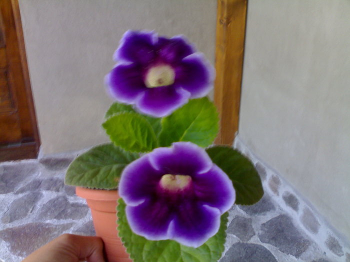 04072010441 - Gloxinia