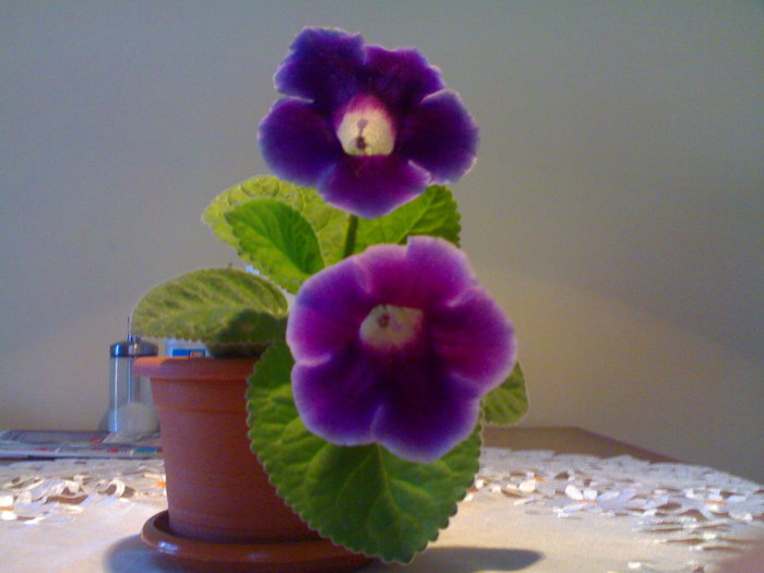 04072010444 - Gloxinia