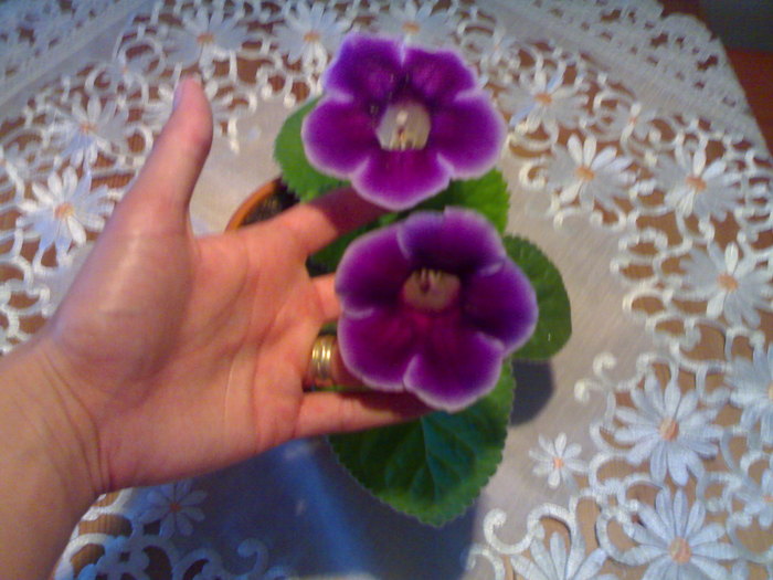 04072010445 - Gloxinia