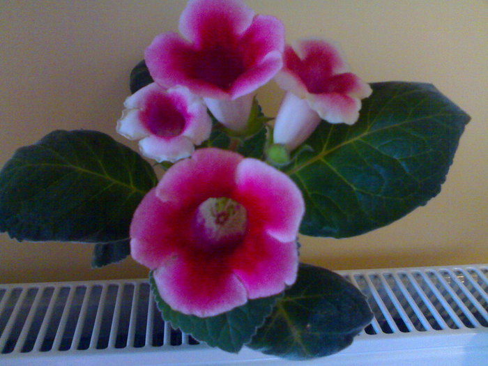 04072010448 - Gloxinia