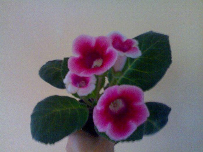 04072010449 - Gloxinia