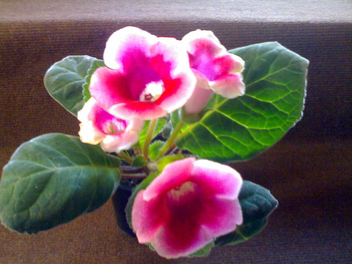 04072010450 - Gloxinia