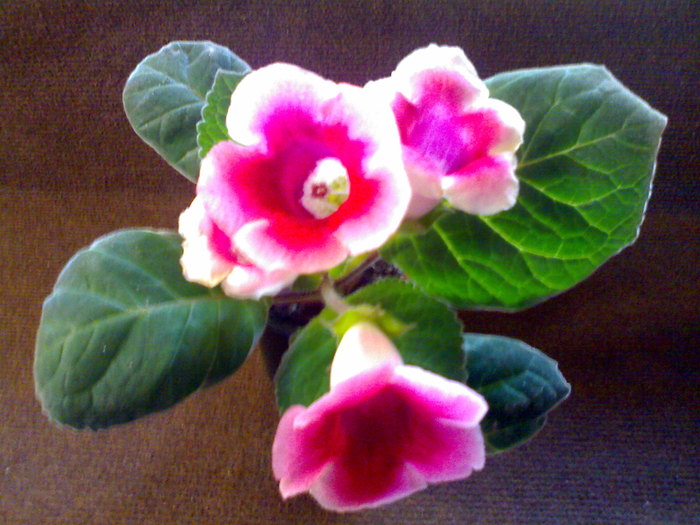 04072010451 - Gloxinia