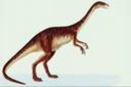 poze cu dinozauri de toate felurile fiorosi - didifanmj