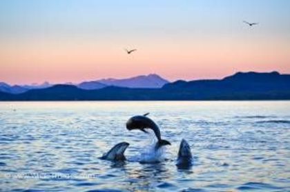 dolphins-sunset-scenery-368 - poze cu delfini