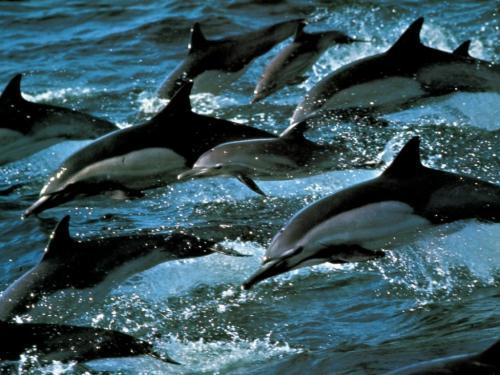 main - poze cu delfini