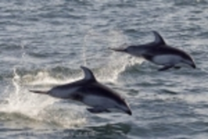 need-for-speed-89 - poze cu delfini