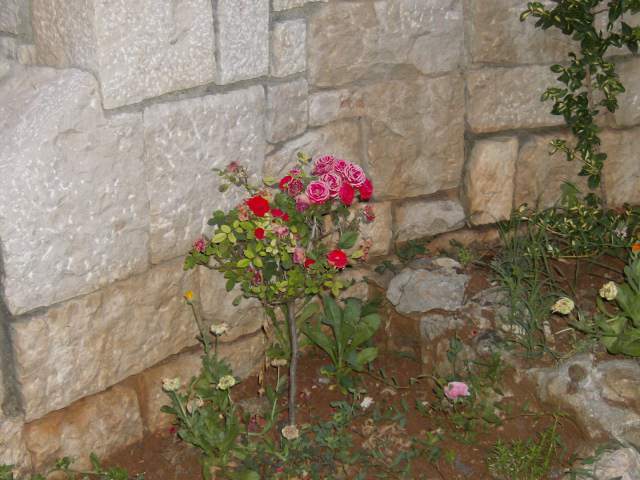 HPIM4911 - FLORI