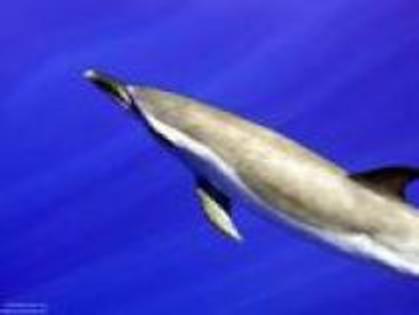 WALHMKETCZMDECLXCXC - poze cu delfini