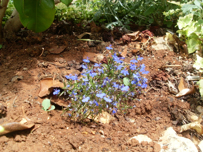 SL374315 - FLORI