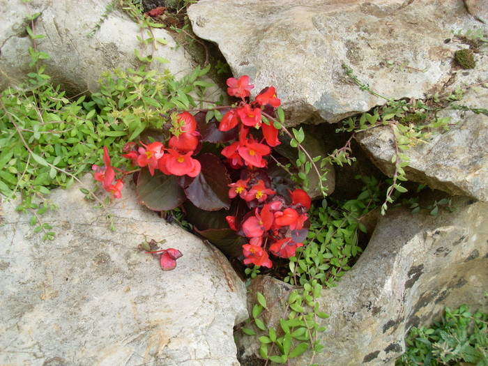 SL374316 - FLORI