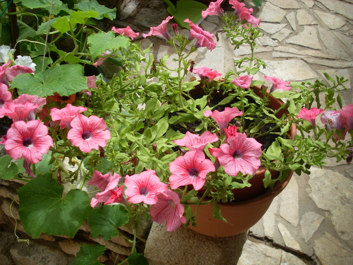 SL374322 - FLORI