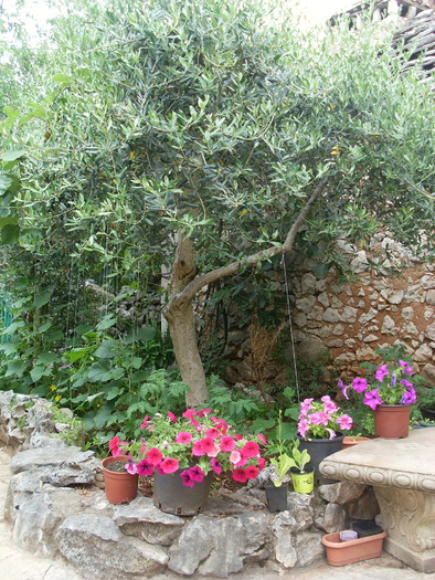 SL374323 - FLORI