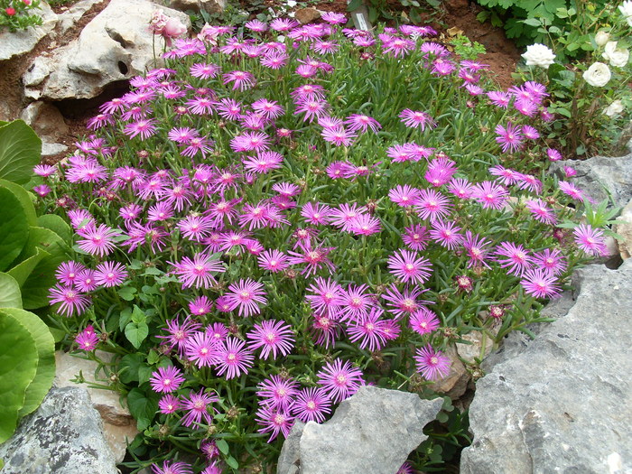 SL374330 - FLORI