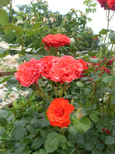 SL374331 - FLORI