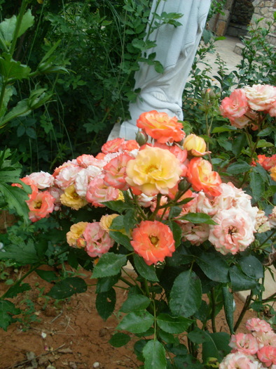 SL374334 - FLORI