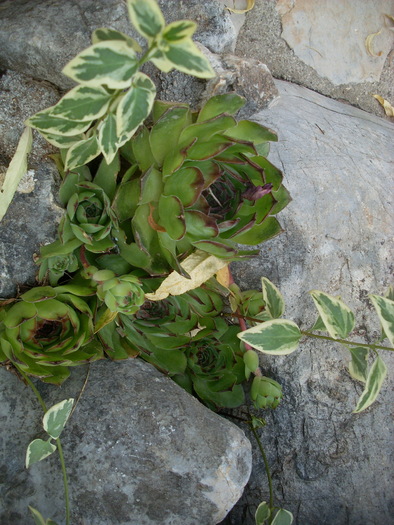 SL374355 - FLORI