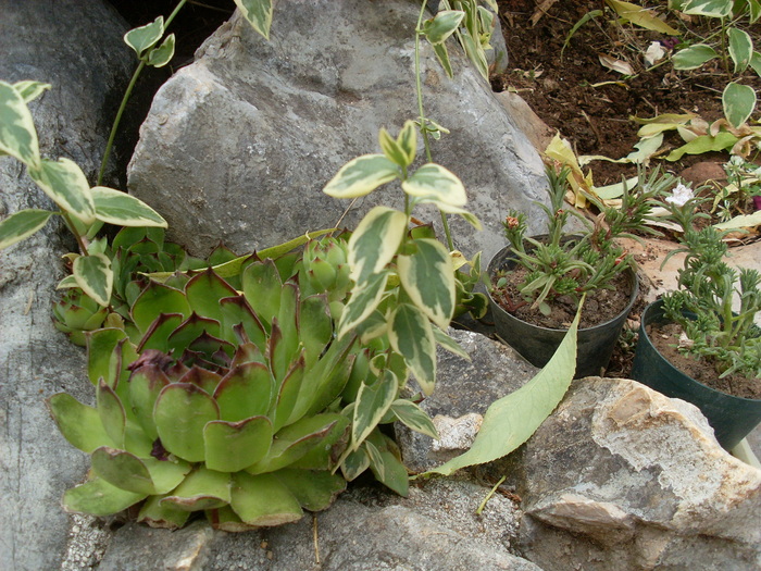 SL374407 - FLORI
