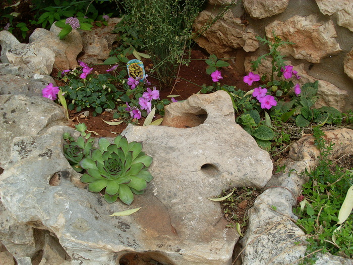 SL374408 - FLORI