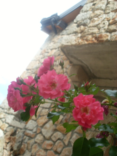 SL374411 - FLORI