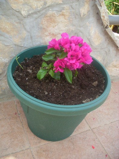 SL374450 - FLORI