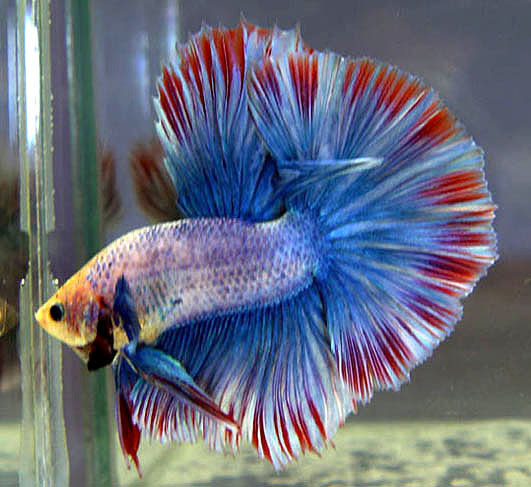 aqua-tropical-fish-betta-basic-sheet