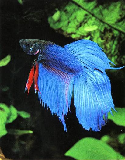 Bettafish-SiameseFightingFish-Closeup - pesti