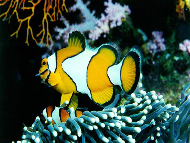 free_marine_fish_screensaver-32069 - pesti