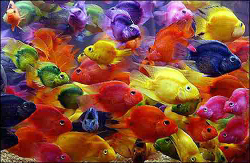 parrot fish - pesti