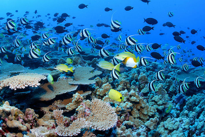 reef-fish