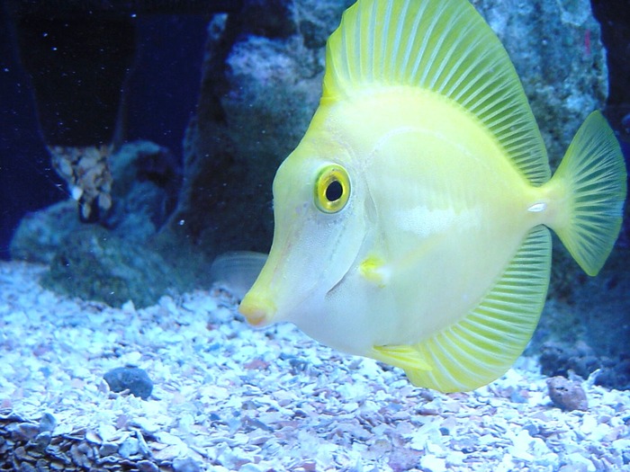 yellow fish