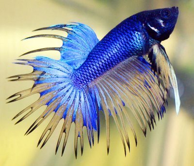 betta_fish