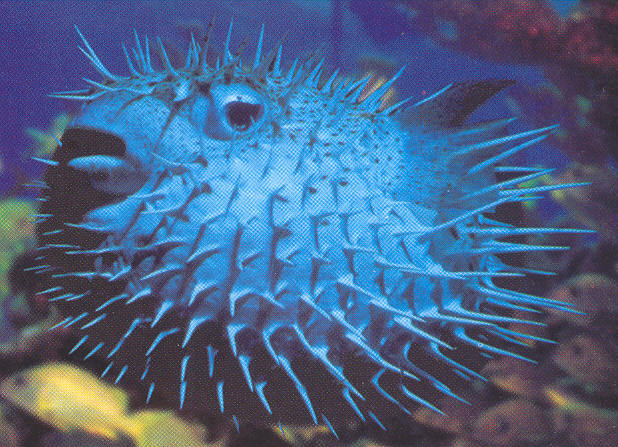 PufferFish - pesti