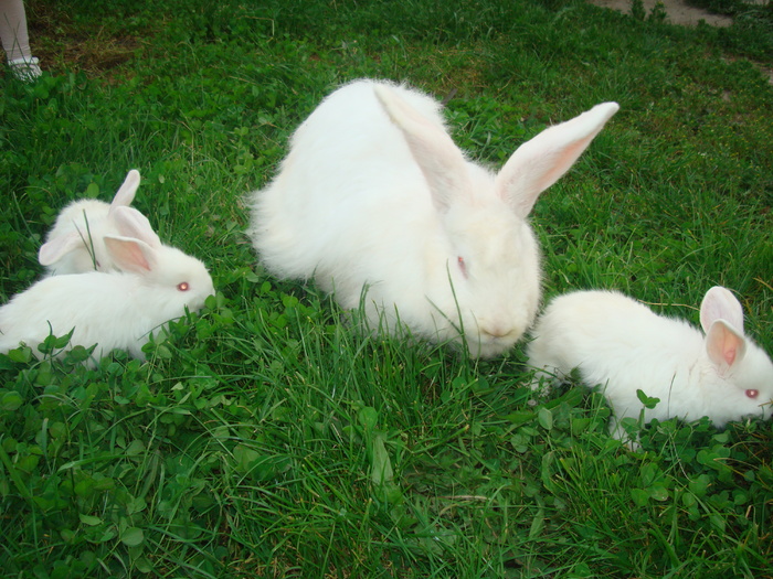 DSC04352 - Tineret angora