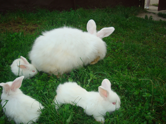 DSC04353 - Tineret angora