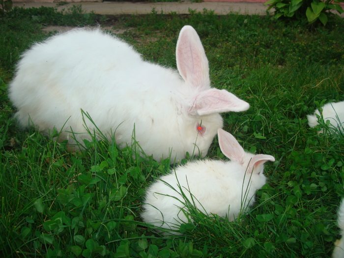 DSC04356 - Tineret angora