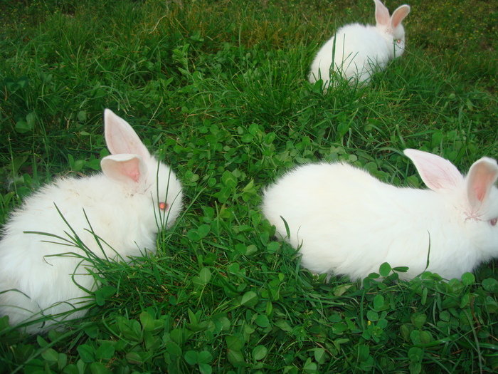 DSC04358 - Tineret angora